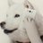 ソフトバンク大和高田